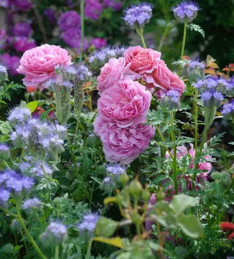 Perennial Combinations, Rose Combinations, Summer Borders, Planting Roses, Rose Gardening, Designing with Roses, English Roses, Rose Princess Alexandra of Kent, Phacelia Tanacetifolia, Rosa Princess Alexandra of Kent, Pink English Roses, Fiddleneck, Lacy Phacelia