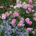 Perennial Combinations, Rose Combinations, Summer Borders, Planting Roses, Rose Gardening, Designing with Roses, English Roses, Rose The Mayflower, Penstemon Stapleford Gem, Rosa The Mayflower, Pink English Roses, Beardtongue Stapleford Gem