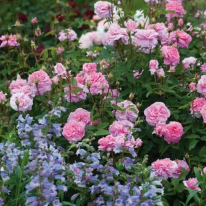 Perennial Combinations, Rose Combinations, Summer Borders, Planting Roses, Rose Gardening, Designing with Roses, English Roses, Rose The Mayflower, Penstemon Stapleford Gem, Rosa The Mayflower, Pink English Roses, Beardtongue Stapleford Gem