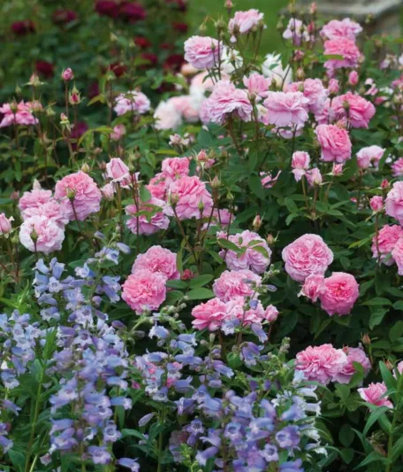 Perennial Combinations, Rose Combinations, Summer Borders, Planting Roses, Rose Gardening, Designing with Roses, English Roses, Rose The Mayflower, Penstemon Stapleford Gem, Rosa The Mayflower, Pink English Roses, Beardtongue Stapleford Gem