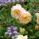 Perennial Combinations, Rose Combinations, Summer Borders, Planting Roses, Rose Gardening, Designing with Roses, English Roses, Rose Crocus Rose, Phacelia Tanacetifolia, Rosa Crocus Rose, yellow English Roses, Fiddleneck, Lacy Phacelia