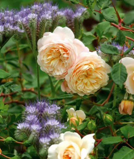 Perennial Combinations, Rose Combinations, Summer Borders, Planting Roses, Rose Gardening, Designing with Roses, English Roses, Rose Crocus Rose, Phacelia Tanacetifolia, Rosa Crocus Rose, yellow English Roses, Fiddleneck, Lacy Phacelia