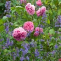 Perennial Combinations, Rose Combinations, Summer Borders, Planting Roses, Rose Gardening, Designing with Roses, English Roses, Rose Gertrude Jekyll, Geranium Brookside, Rosa Gertrude Jekyll, Pink English Roses, hardy geraniums