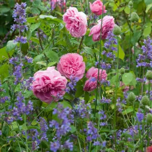 Perennial Combinations, Rose Combinations, Summer Borders, Planting Roses, Rose Gardening, Designing with Roses, English Roses, Rose Gertrude Jekyll, Geranium Brookside, Rosa Gertrude Jekyll, Pink English Roses, hardy geraniums