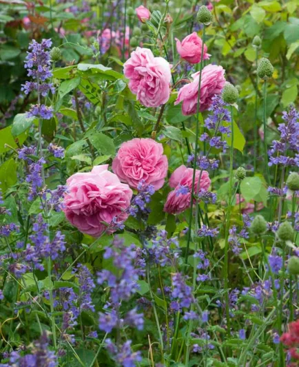 Perennial Combinations, Rose Combinations, Summer Borders, Planting Roses, Rose Gardening, Designing with Roses, English Roses, Rose Gertrude Jekyll, Geranium Brookside, Rosa Gertrude Jekyll, Pink English Roses, hardy geraniums