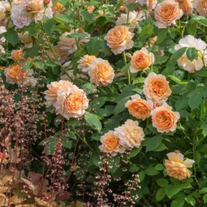 Perennial Combinations, Rose Combinations, Summer Borders, Planting Roses, Rose Gardening, Designing with Roses, English Roses, Rose Grace, Rosa Grace, Apricot English Roses, Heuchera Marmalade, Coral Bells Marmalade, underplanting roses,