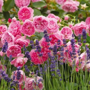 Perennial Combinations, Plant Combinations, Summer Borders, Planting Roses, Rose Gardening, Designing with Roses, English Roses, Lavender Hidcote, Rose Harlow Carr, Lavandula angustifolia Hidcote, Rosa Harlow Carr, Pink English Roses