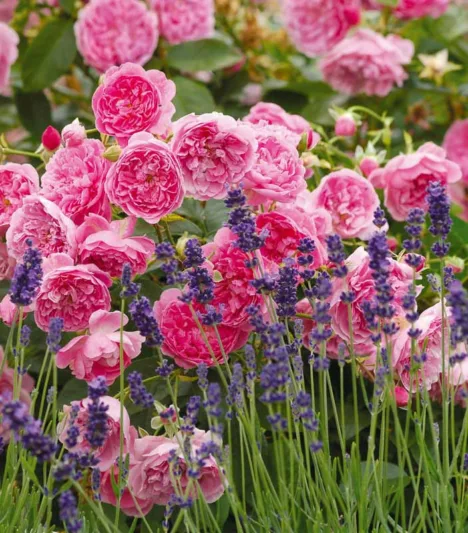 Perennial Combinations, Plant Combinations, Summer Borders, Planting Roses, Rose Gardening, Designing with Roses, English Roses, Lavender Hidcote, Rose Harlow Carr, Lavandula angustifolia Hidcote, Rosa Harlow Carr, Pink English Roses