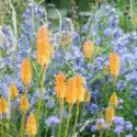 Garden Ideas, Border ideas, Perennial Planting, Perennial combination, Summer Borders, Campanula, Milky Bellflowers, Bellflowers, Kniphofia, Red Hot Poker, Torch Lily