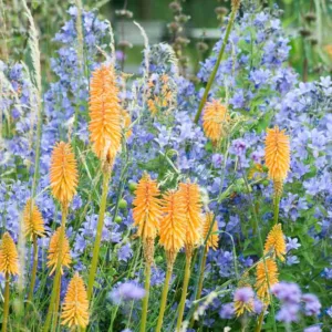 Garden Ideas, Border ideas, Perennial Planting, Perennial combination, Summer Borders, Campanula, Milky Bellflowers, Bellflowers, Kniphofia, Red Hot Poker, Torch Lily