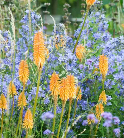 Garden Ideas, Border ideas, Perennial Planting, Perennial combination, Summer Borders, Campanula, Milky Bellflowers, Bellflowers, Kniphofia, Red Hot Poker, Torch Lily