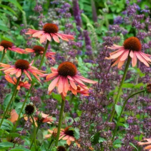 Garden ideas, Border ideas, Plant Combinations, Flowerbeds Ideas, Summer Borders, Echinacea Sundown, Coneflower, Salvia verticillata, Salvia Purple Rain, Coneflowers, Pink flowers, Purple flowers