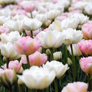 Spring Combination Ideas, Bulb Combinations, Plant Combinations, Flowerbeds Ideas, Spring Borders, Tulip Mount Tacoma, Tulip Angelique, Tulip Finola, Tulipa Mount Tacoma, Tulipa Angelique
