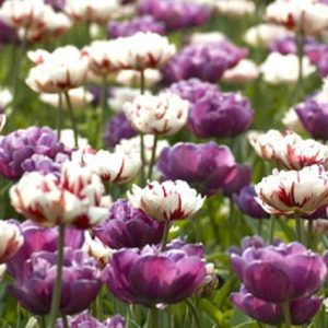 Spring Combination Ideas, Bulb Combinations, Plant Combinations, Flowerbeds Ideas, Spring Borders, Tulip Blue Diamond, Tulip Carnaval de Nice,Tulipa Blue Diamond, Tulipa Carnaval de Nice,Tulipe Blue Diamond, Tulipe Carnaval de Nice