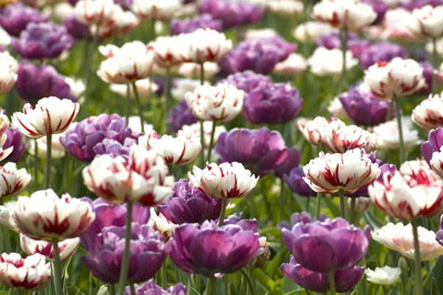 Spring Combination Ideas, Bulb Combinations, Plant Combinations, Flowerbeds Ideas, Spring Borders, Tulip Blue Diamond, Tulip Carnaval de Nice,Tulipa Blue Diamond, Tulipa Carnaval de Nice,Tulipe Blue Diamond, Tulipe Carnaval de Nice