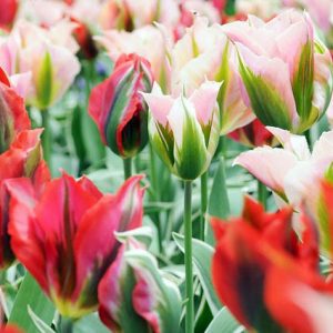 Spring Combination Ideas, Bulb Combinations, Plant Combinations, Flowerbeds Ideas, Spring Borders, Tulip China Town, Tulip Esperanto, Tulipa China Town, Tulipa Esperanto, Tulipe China Town, Tulipe Esperanto