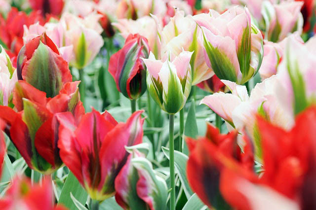Spring Combination Ideas, Bulb Combinations, Plant Combinations, Flowerbeds Ideas, Spring Borders, Tulip China Town, Tulip Esperanto, Tulipa China Town, Tulipa Esperanto, Tulipe China Town, Tulipe Esperanto