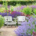 Garden Ideas, Border ideas, Perennial Planting, Perennial combination, Perennial Meadow, Summer Borders, Jerusalem Sage, Phlomis, Piet Oudolf, Nepeta, Catmint, Salvia Mainacht, Panicum, Astrantia