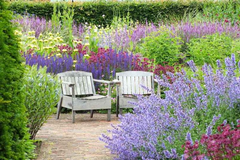 Garden Ideas, Border ideas, Perennial Planting, Perennial combination, Perennial Meadow, Summer Borders, Jerusalem Sage, Phlomis, Piet Oudolf, Nepeta, Catmint, Salvia Mainacht, Panicum, Astrantia