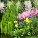 Garden Ideas, Border ideas, Perennial Planting, Perennial combination, Summer Borders, Astrantia Roma, Great Masterwort, Masterwort Roma, Astrantia Major, Siverian Iris, Iris Sibirica, Carex Elata aurea, Bowles Golden sedge, Plant combinations for wet soi