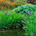 Garden Ideas, Border ideas, Perennial Planting, Perennial combination, Spring Borders, Summer Borders, Water Iris, Iris Laevigata, Hosta, Euphorbia Fireglow, Euphorbia griffithii Fireglow, Hosta Hadspen Blue, Hosta sieboldana, Plant combinations for wet soil