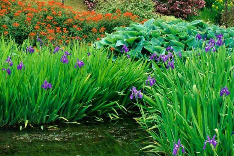 Garden Ideas, Border ideas, Perennial Planting, Perennial combination, Spring Borders, Summer Borders, Water Iris, Iris Laevigata, Hosta, Euphorbia Fireglow, Euphorbia griffithii Fireglow, Hosta Hadspen Blue, Hosta sieboldana, Plant combinations for wet soil