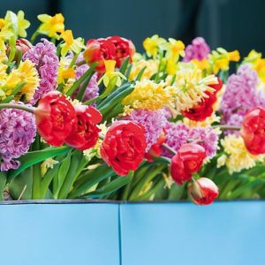 Spring Container Ideas, Container Ideas, Spring bulbs, Spring Borders, Bulb Combinations, Perennial Combinations, Tulip Cilesta, Tulip Monsella, Tulip Miranda, Narcissus Tete a Tete, Hyacinth City of Haarlem, Hyacinth Splendid Cornelia