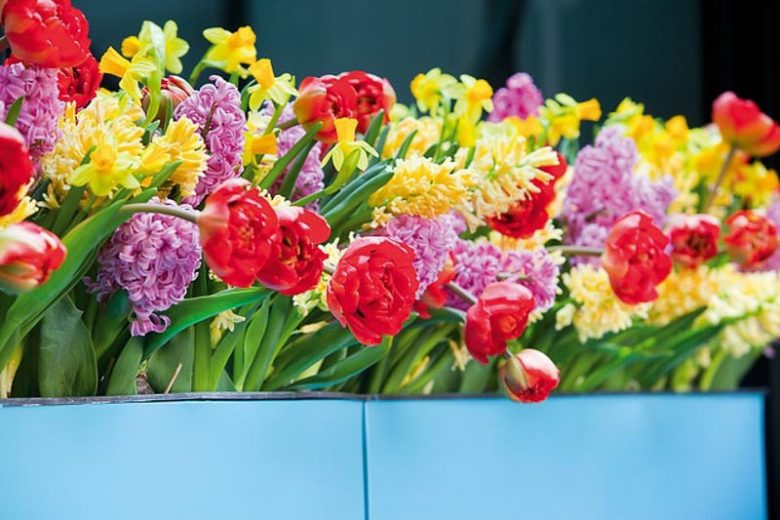 Spring Container Ideas, Container Ideas, Spring bulbs, Spring Borders, Bulb Combinations, Perennial Combinations, Tulip Cilesta, Tulip Monsella, Tulip Miranda, Narcissus Tete a Tete, Hyacinth City of Haarlem, Hyacinth Splendid Cornelia