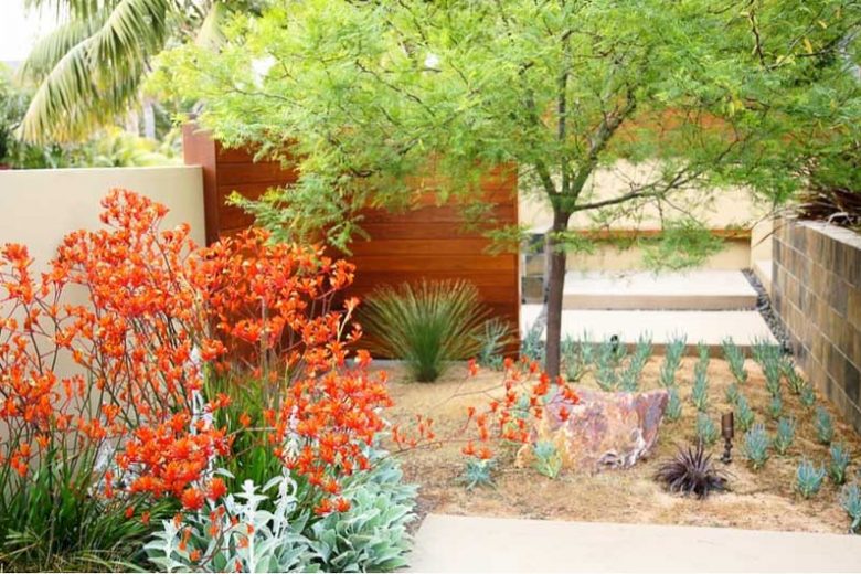 Garden ideas, landscape ideas, Drought Tolerant, Full Sun, Part sun, Mediterranean plants, Water wise garden, Low maintenance garden, Debora Carl Landscape Design,Kangaroo Paws, Senecio, blue chalksticks, Stachys byzantina, Lamb's ears, Dasylirion, Dyckia