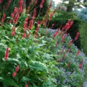 Garden ideas, Landscaping ideas, Fall borders, Fall plant mix, Fall garden ideas, Aster 'October Skies', Persicaria Amplexicaulis, Mountain Fleece
