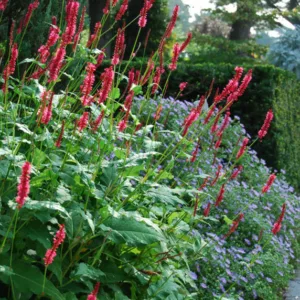 Garden ideas, Landscaping ideas, Fall borders, Fall plant mix, Fall garden ideas, Aster 'October Skies', Persicaria Amplexicaulis, Mountain Fleece