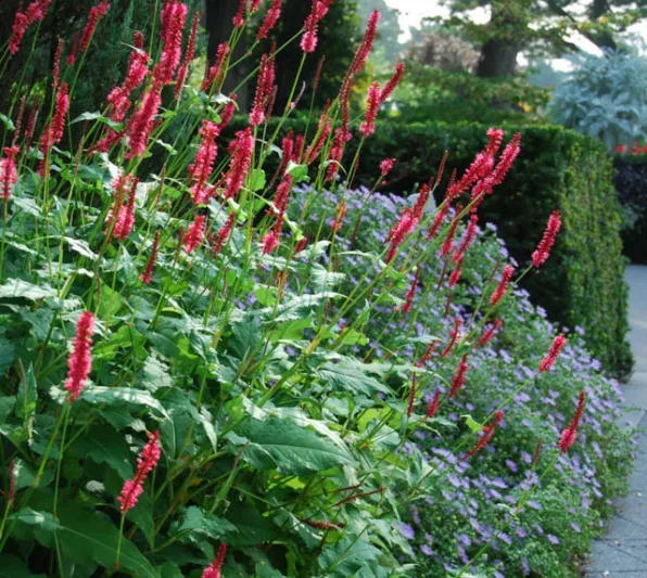 Garden ideas, Landscaping ideas, Fall borders, Fall plant mix, Fall garden ideas, Aster 'October Skies', Persicaria Amplexicaulis, Mountain Fleece