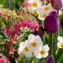 Spring Combination Ideas, Bulb Combinations, Plant Combinations, Flowerbeds Ideas, Spring Borders, Tulip Curley Sue, Daffodil Geranium, Dicentra Spectabilis, Narcissus Geranium, Bleeding Heart