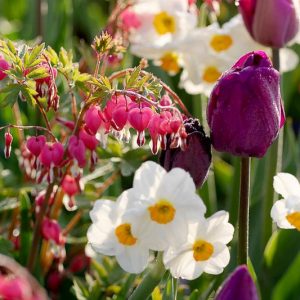 Spring Combination Ideas, Bulb Combinations, Plant Combinations, Flowerbeds Ideas, Spring Borders, Tulip Curley Sue, Daffodil Geranium, Dicentra Spectabilis, Narcissus Geranium, Bleeding Heart