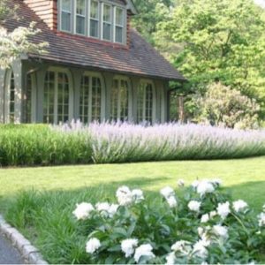 Garden Ideas, Landscaping Ideas, hedges, Russian Sage, Perovskia Atriplicifolia,front yard sweeps lavender,garden,landscape,lawn,meadow,plants, AHBL Landscape