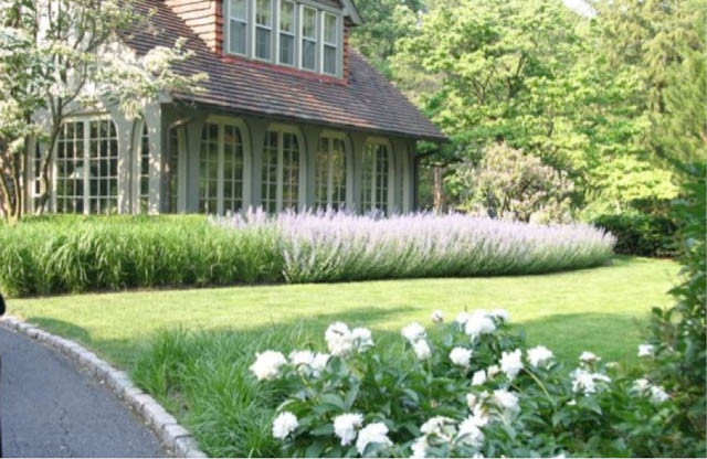 Garden Ideas, Landscaping Ideas, hedges, Russian Sage, Perovskia Atriplicifolia,front yard sweeps lavender,garden,landscape,lawn,meadow,plants, AHBL Landscape