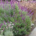 Garden Ideas, Landscaping Ideas, Drought Tolerant garden ideas, Full Sun garden ideas, low maintenance garden ideas, Salvia leucantha, Mexican bush sage, Pennisetum Rubrum, Purple Fountain grass,