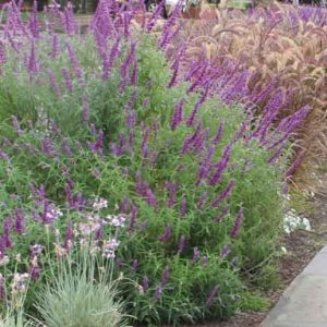 Garden Ideas, Landscaping Ideas, Drought Tolerant garden ideas, Full Sun garden ideas, low maintenance garden ideas, Salvia leucantha, Mexican bush sage, Pennisetum Rubrum, Purple Fountain grass,