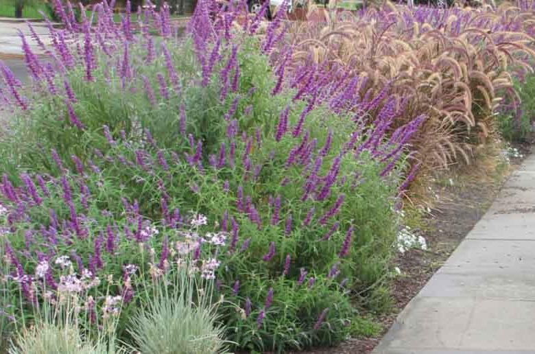 Garden Ideas, Landscaping Ideas, Drought Tolerant garden ideas, Full Sun garden ideas, low maintenance garden ideas, Salvia leucantha, Mexican bush sage, Pennisetum Rubrum, Purple Fountain grass,
