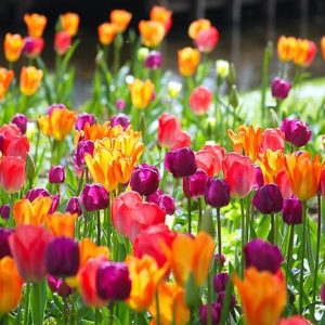 Spring Combination Ideas, Bulb Combinations, Plant Combinations, Flowerbeds Ideas, Spring Borders, Tulip Orange Emperor, Tulip Apricot Beauty, Tulip Negrita,Tulip Attila, Tulip Varinas, Tulip Beauty Queen