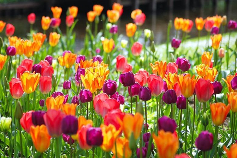Spring Combination Ideas, Bulb Combinations, Plant Combinations, Flowerbeds Ideas, Spring Borders, Tulip Orange Emperor, Tulip Apricot Beauty, Tulip Negrita,Tulip Attila, Tulip Varinas, Tulip Beauty Queen