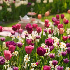 Spring Combination Ideas, Bulb Combinations, Plant Combinations, Flowerbeds Ideas, Spring Borders, Tulip Blue Diamond, Narcissus Geranium,Tulip 'Blue Diamond,Tulip 'Menton',Tulip 'Negrita', Tulip 'Lilac Perfection',Tulip 'Blue Heron'