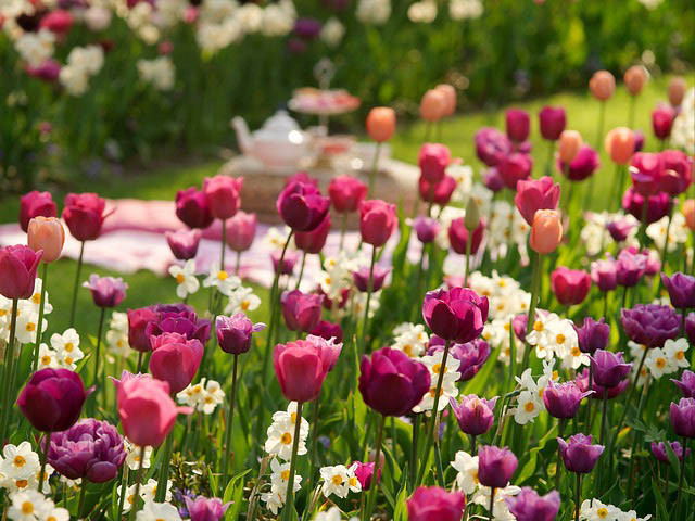 Spring Combination Ideas, Bulb Combinations, Plant Combinations, Flowerbeds Ideas, Spring Borders, Tulip Blue Diamond, Narcissus Geranium,Tulip 'Blue Diamond,Tulip 'Menton',Tulip 'Negrita', Tulip 'Lilac Perfection',Tulip 'Blue Heron'
