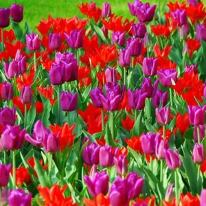 Spring Combination Ideas, Bulb Combinations, Plant Combinations, Flowerbeds Ideas, Spring Borders, Tulip Pretty Woman, Tulip Passionale, Tulipa Pretty Woman, Tulipa Passionale, Tulipe Pretty Woman,Tulipe Passionale,