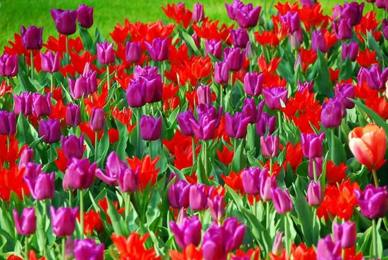 Spring Combination Ideas, Bulb Combinations, Plant Combinations, Flowerbeds Ideas, Spring Borders, Tulip Pretty Woman, Tulip Passionale, Tulipa Pretty Woman, Tulipa Passionale, Tulipe Pretty Woman,Tulipe Passionale,