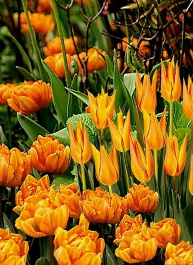Spring Borders, Bulb Combinations, Perennial Combinations, Tulip Ballerina, Tulip Orange Princess,Tulipa Ballerina, Tulipa Orange Princess, Spring Bloom, Late Spring flowers, Orange tulips