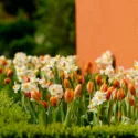 Spring Combination Ideas, Bulb Combinations, Plant Combinations, Flowerbeds Ideas, Spring Borders, Tulip Prinses Irene, Daffodil Geranium, Tulipa Prinses Irene, Narcissus Geranium, Fragrant border