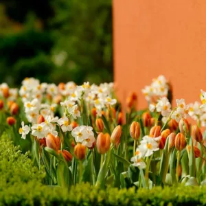 Spring Combination Ideas, Bulb Combinations, Plant Combinations, Flowerbeds Ideas, Spring Borders, Tulip Prinses Irene, Daffodil Geranium, Tulipa Prinses Irene, Narcissus Geranium, Fragrant border
