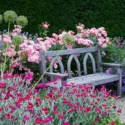 Planting Roses, Rose Gardening, Designing with Roses, English Roses, Garden retreat, garden roses, Rose bushes, English Roses, Rose Scepter'd Isle, Rose Princess Alexandra of Kent, Rose Campion, Lychnis Coronaria, Geranium Rozanne, Alliums, Allium Purple