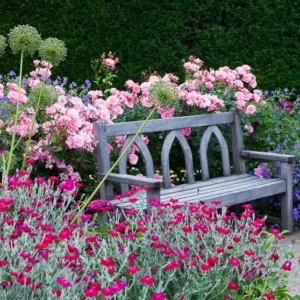 Planting Roses, Rose Gardening, Designing with Roses, English Roses, Garden retreat, garden roses, Rose bushes, English Roses, Rose Scepter'd Isle, Rose Princess Alexandra of Kent, Rose Campion, Lychnis Coronaria, Geranium Rozanne, Alliums, Allium Purple
